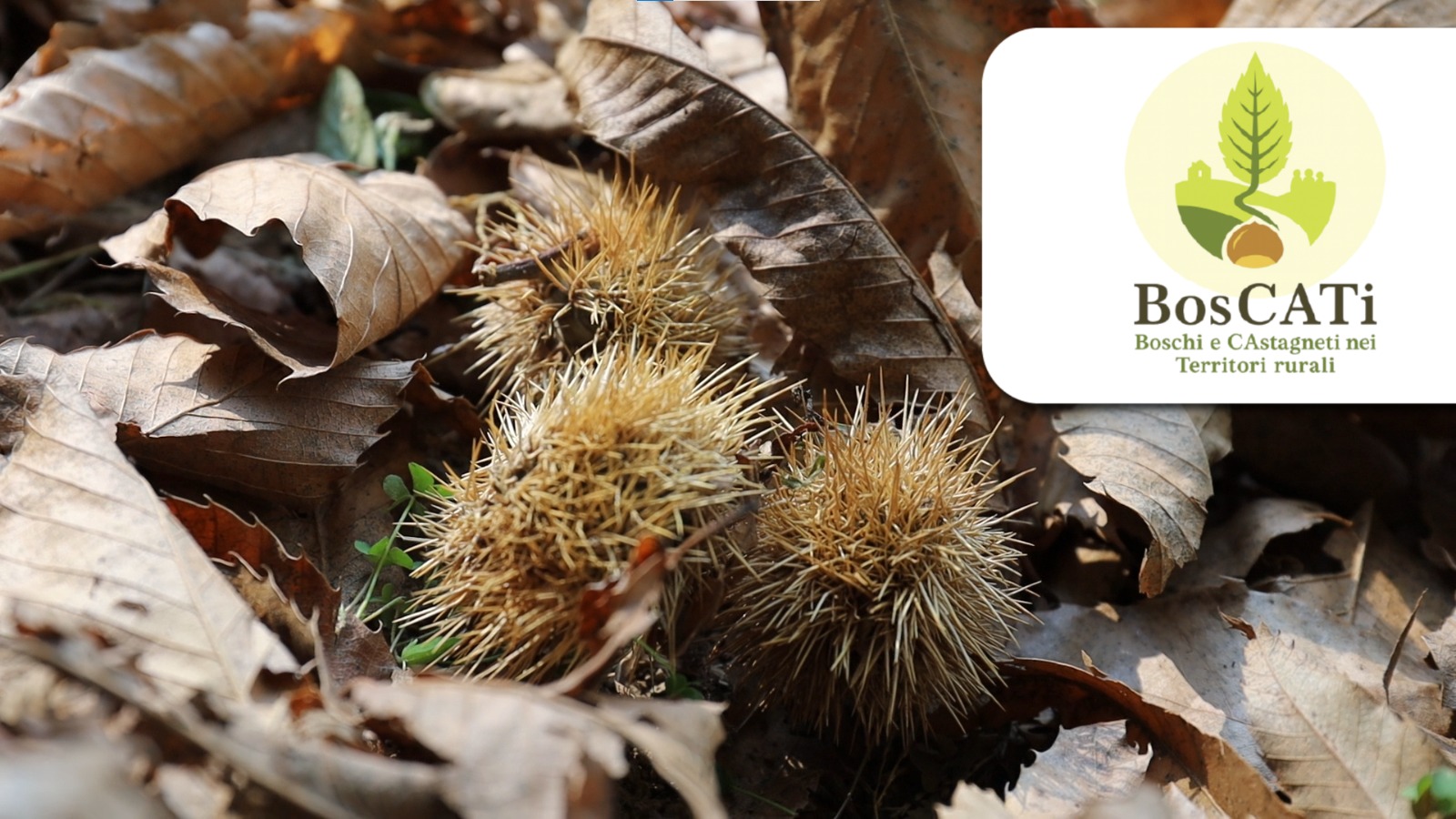 Immagine dell’articolo Castagne e storie in cammino: sabato 10 ottobre da Zogno al Rifugio Mut de Nes